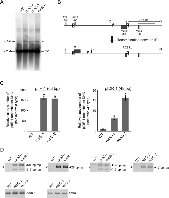 Genomic instability in <i>RECG</i> KO plastids.