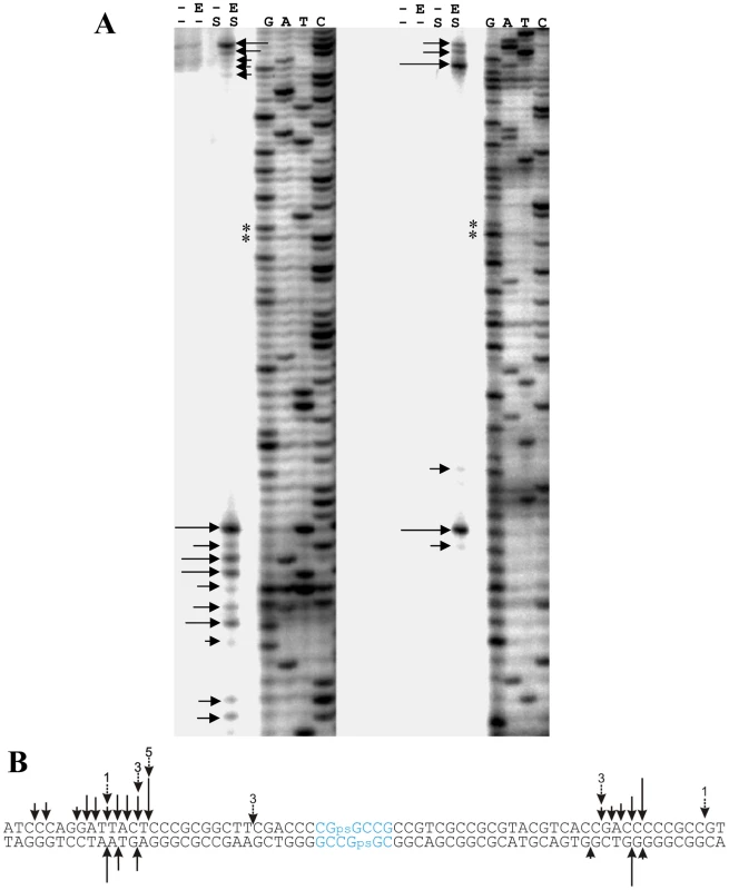 <i>In vitro</i> cleavage of a synthetic S-modified (phosphorothioated) double-stranded 118 bp oligonucleotide by purified His<sub>6</sub>-Sco4631.