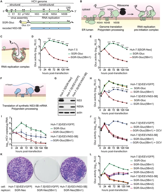 HCV NS5B can be complemented in <i>trans</i>.