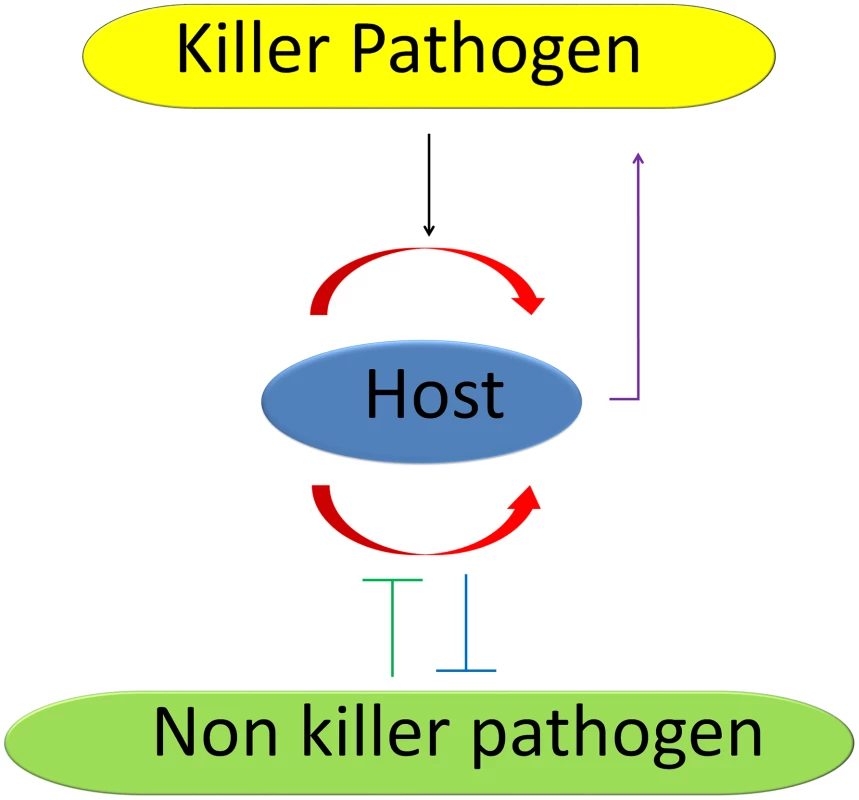 The “double-edged sword” model of cell death.