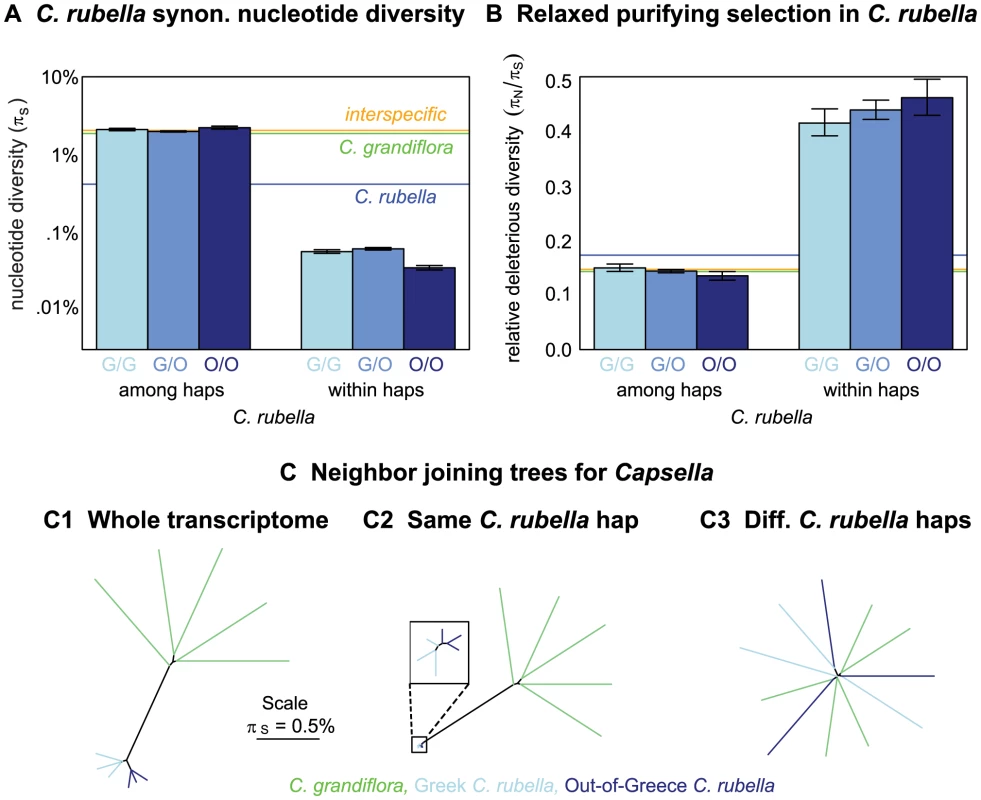 Variation within and among <i>C. rubella</i>'s founding haplotypes.