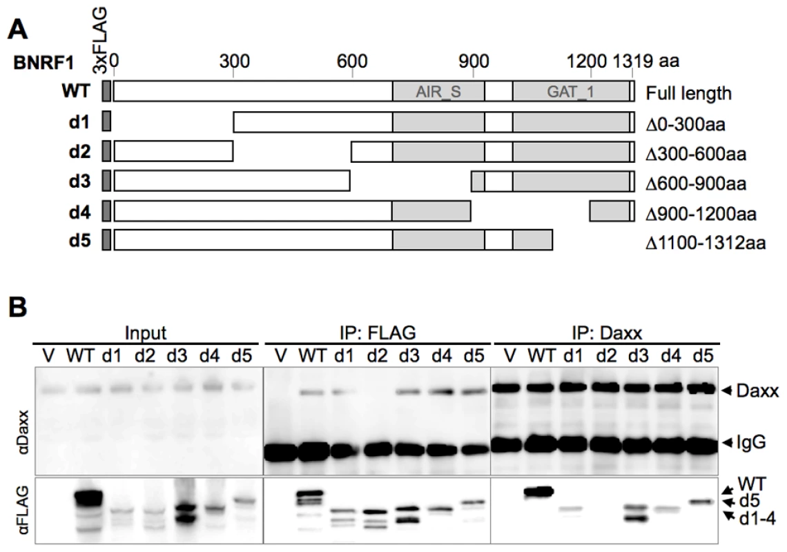 Mapping the Daxx-interaction domain on BNRF1, and the effect of BNRF1 on the Daxx-ATRX complex.