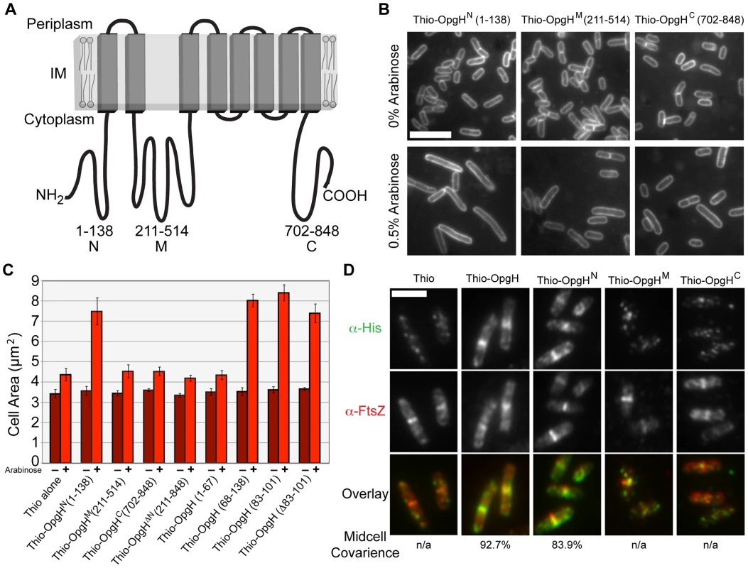 The N-terminal cytoplasmic region of OpgH is necessary and sufficient to inhibit cell division.