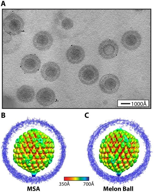 Visualization of a distinctive tegument structure associated with the portal vertex in HSV-1 virions.