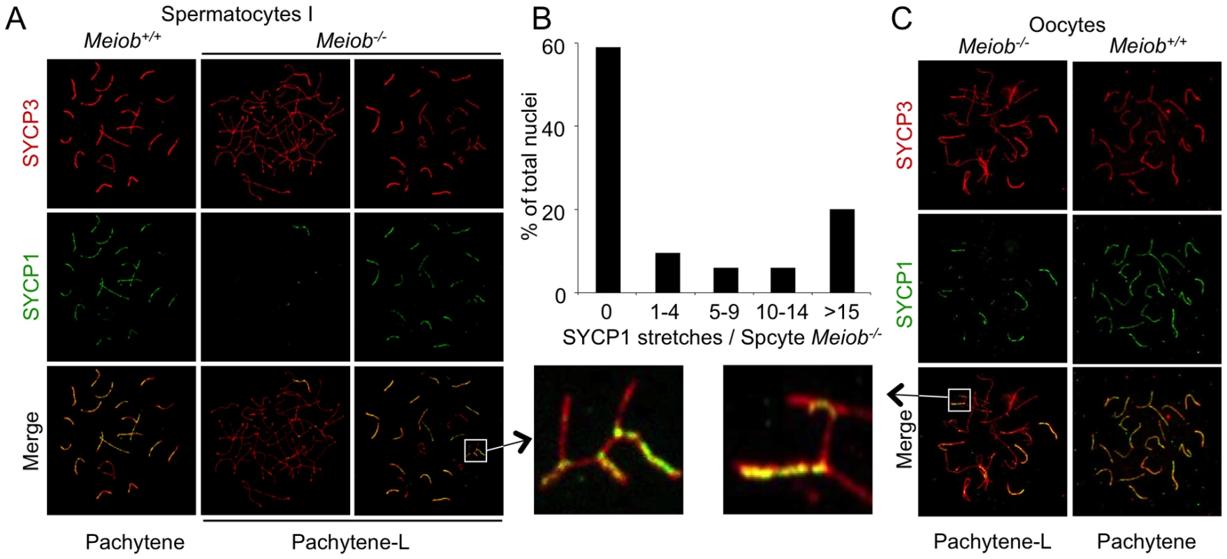 <i>Meiob</i> is necessary for the complete formation of the synaptonemal complex between homologous chromosomes.