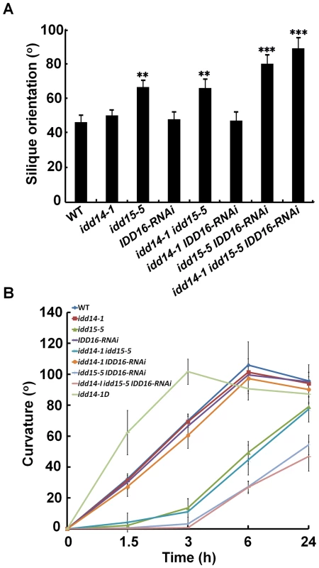 Silique orientation and gravitropic response in gain- and loss-of-function <i>idd</i> mutants.