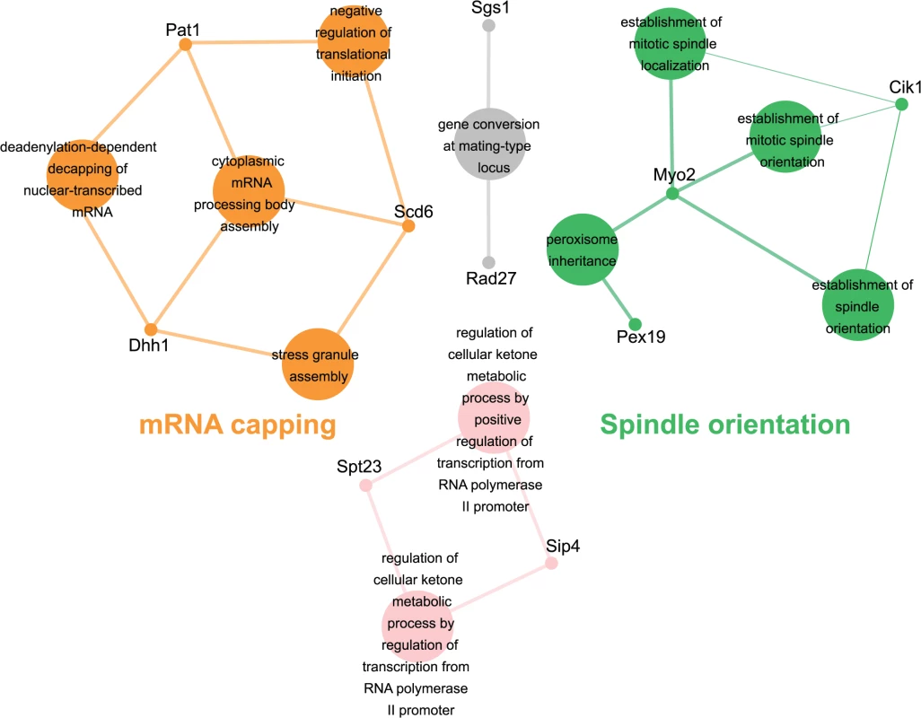<i>esp1-1</i> functional interaction map derived from the SDL screen.