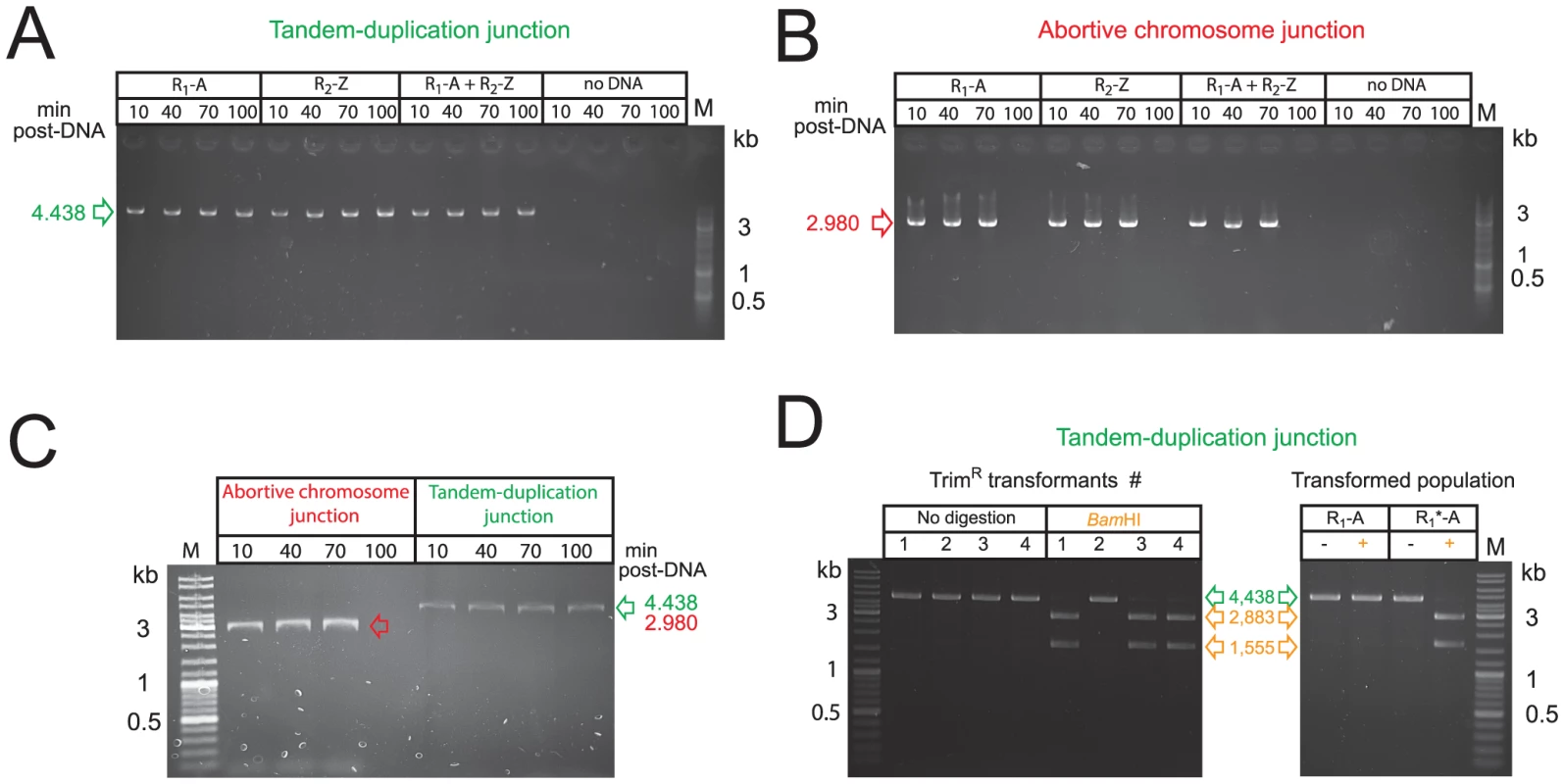 Transformation does not select pre-existing structures but creates <i>de novo</i> merodiploids.