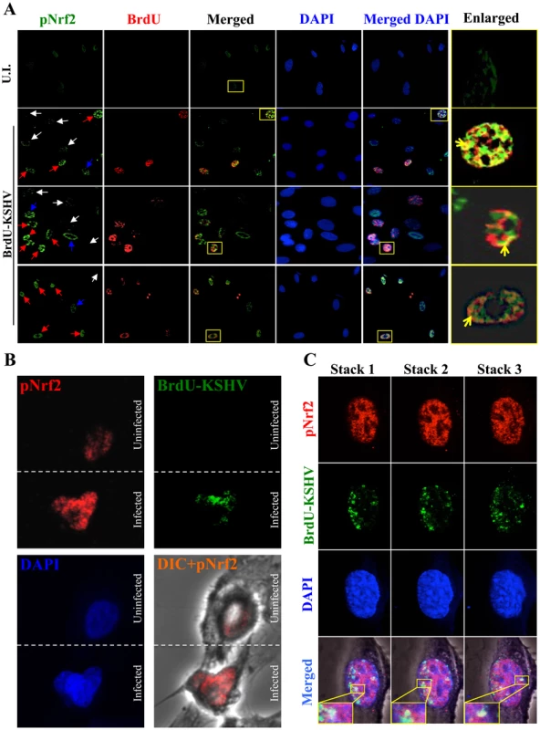Effect of KSHV binding and gene expression on virus-mediated Nrf2 induction.