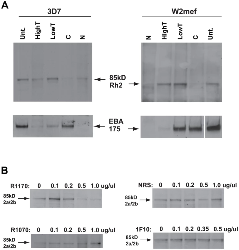 The PfRh2a/b 85 kDa processed product binds erythrocytes and binding is inhibited by antibodies to the binding domain.