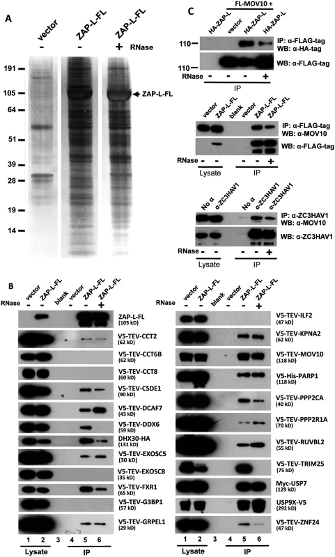 Detection of proteins in the ZAP RNP interactome.