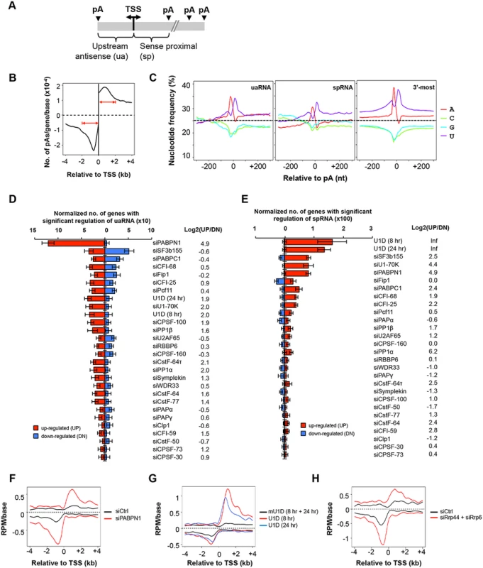 C/P events around the transcriptional start site (TSS).