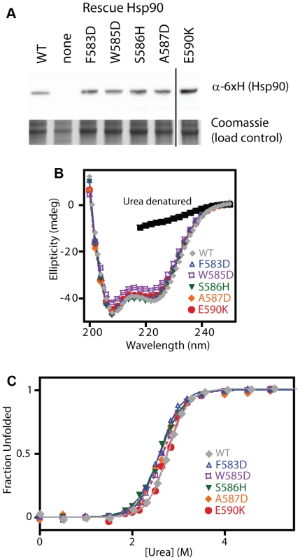 Expression level and stability of five non-conservative mutations.
