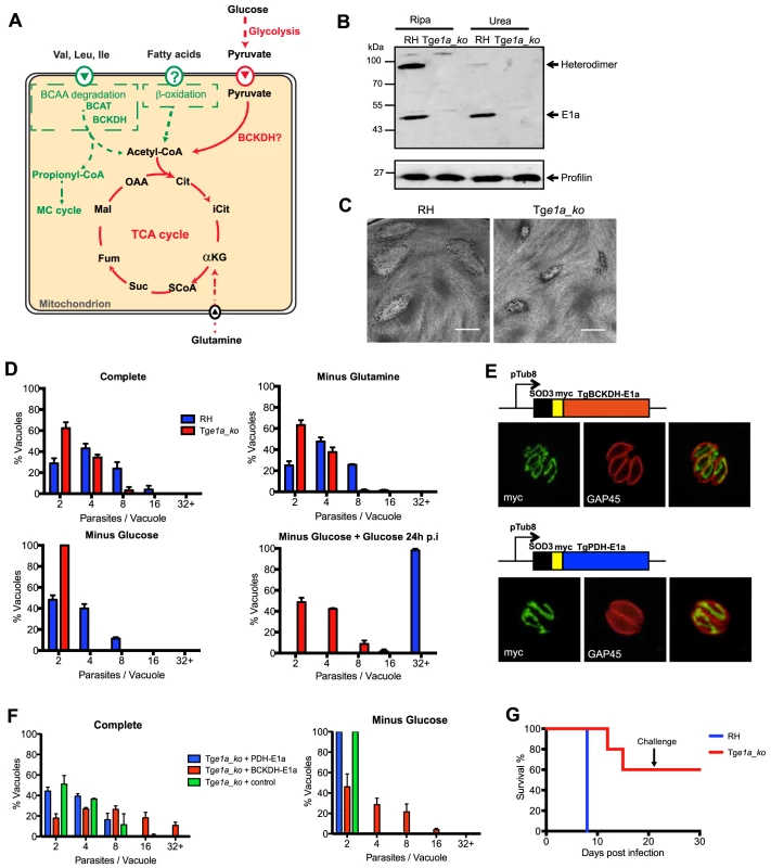 <i>Toxoplasma gondii</i> BCKDH-complex is required for normal growth and virulence.