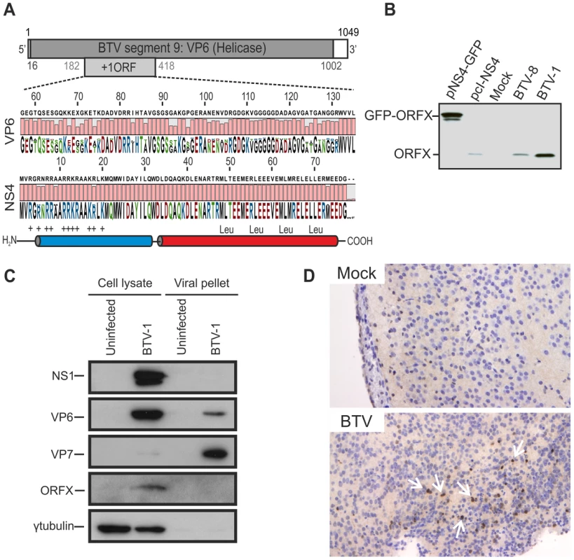 BTV expresses a fourth non structural protein (NS4).