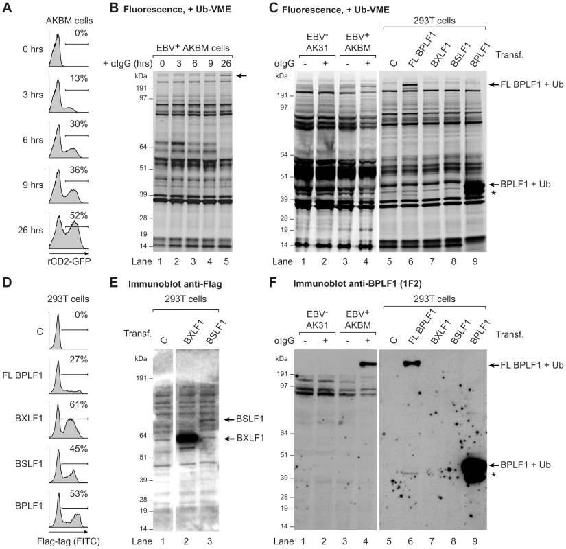 EBV BPLF1 is a DUB active during productive infection.