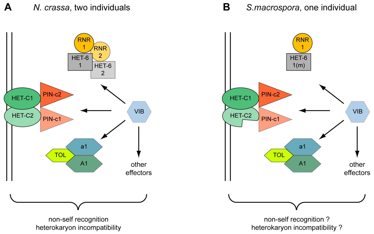 Model for the action of heterokaryon incompatibility.