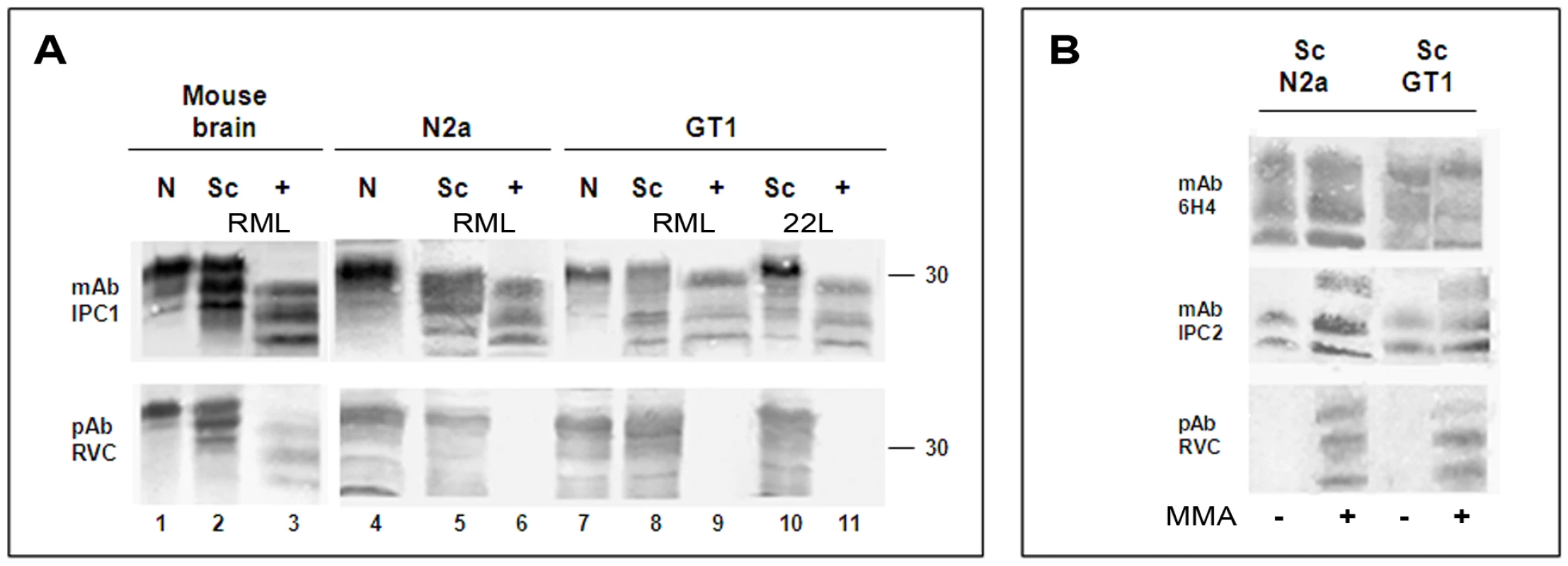 pAb RVC does not recognize PrP<sup>Sc</sup> generated in prion infected cells.