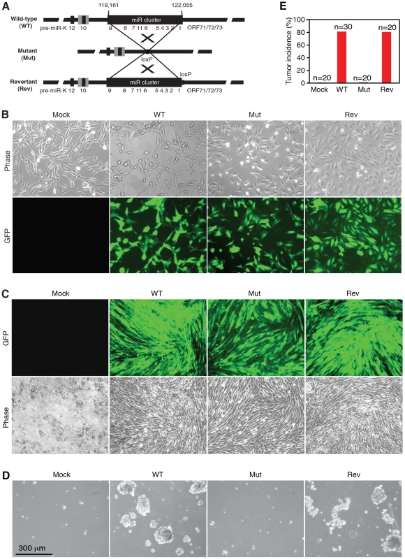 KSHV miR cluster is required for cellular transformation and tumorigenesis.