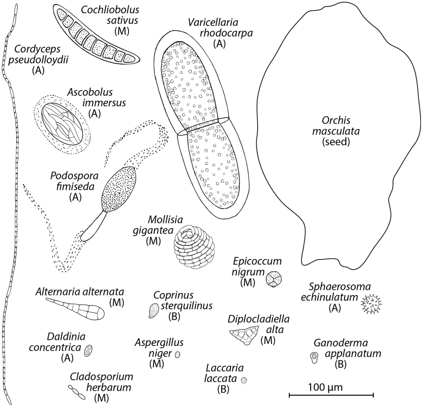 Drawings of spores found in air.