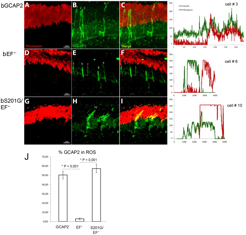 Mutation of Ser201 in bEF<sup>−</sup>GCAP2 precludes protein retention at the inner segment.