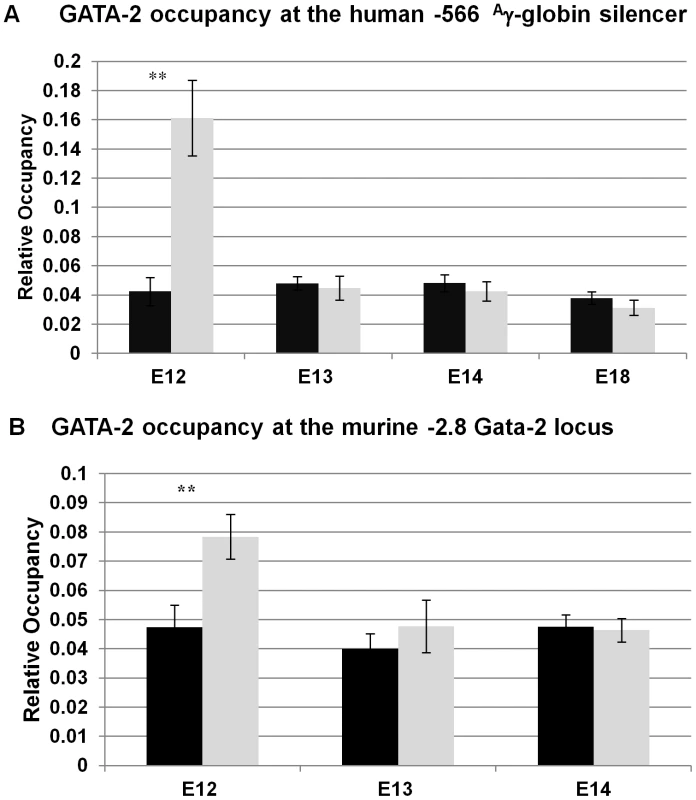 GATA-2 binding at the −566 GATA site of the <sup>A</sup>γ-globin gene in wild-type β-YAC.