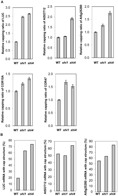 Detection of 5′ capping of the transcripts of <i>LUC</i>, <i>AtSOT12</i>, <i>At5g25280</i>, <i>COR15A</i>, and <i>COR47</i> in wild type, <i>shi1</i> and <i>shi4</i> mutants.