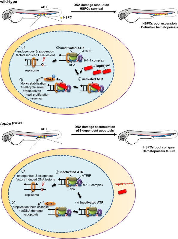TopBP1 governs HSPCs survival during pool expansion in CHT.