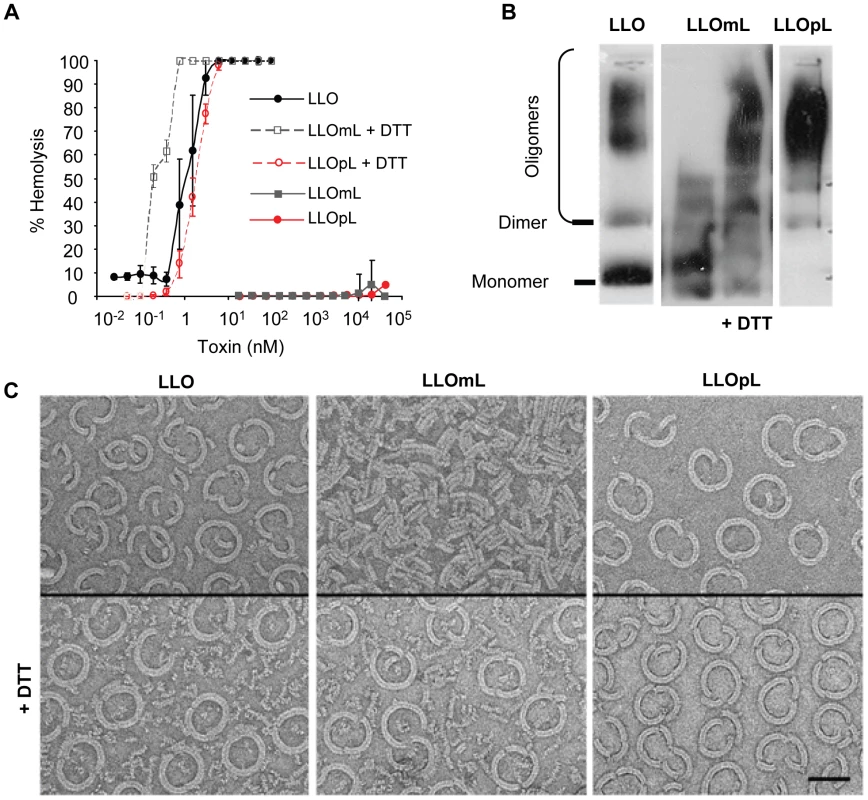 Characterization of the LLO variants.