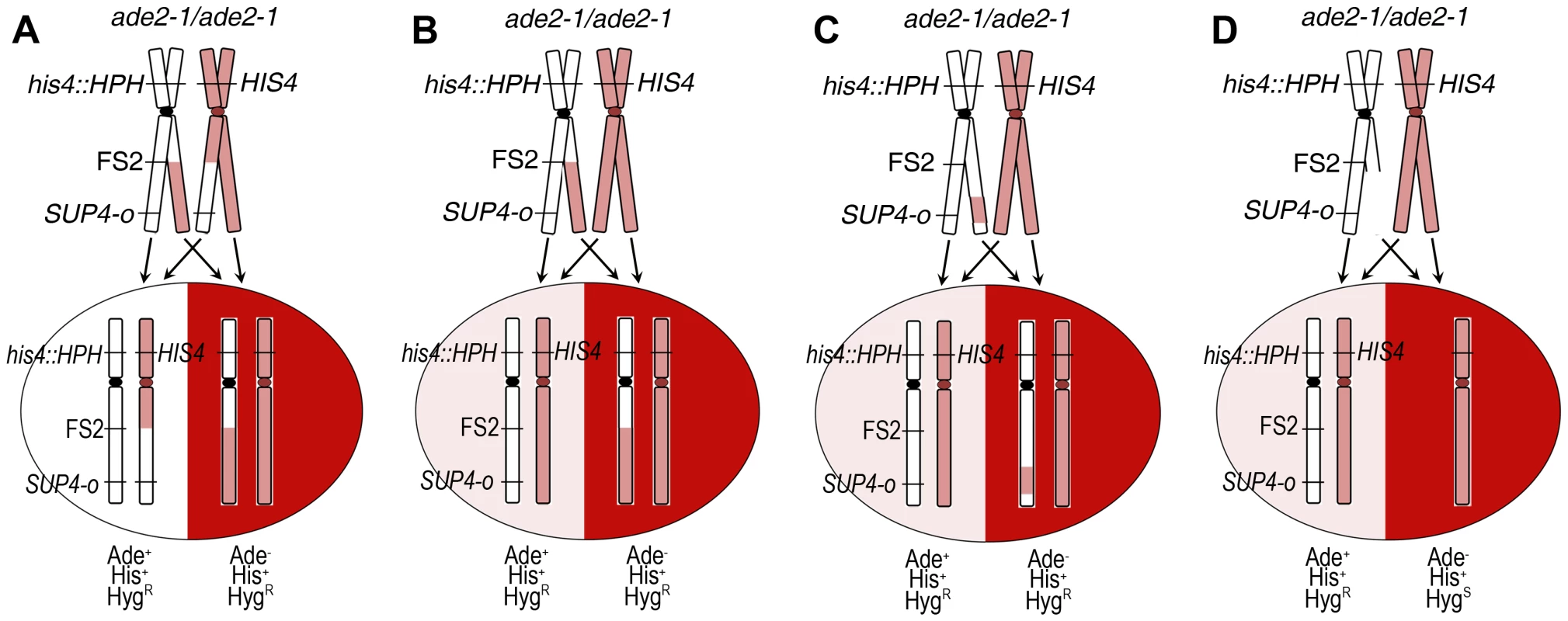 Detection of mitotic events by sectored colony formation.