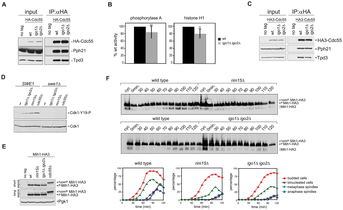 Igo proteins are required for full PP2A<sup>Cdc55</sup> activity and timely Cdk1-Tyr19 and Mih1 dephosphorylation.