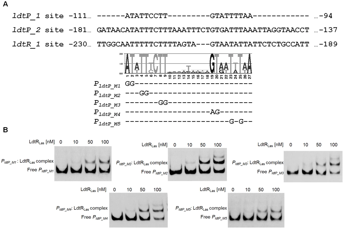 Characterization of LdtR<sub>Las</sub> binding site.