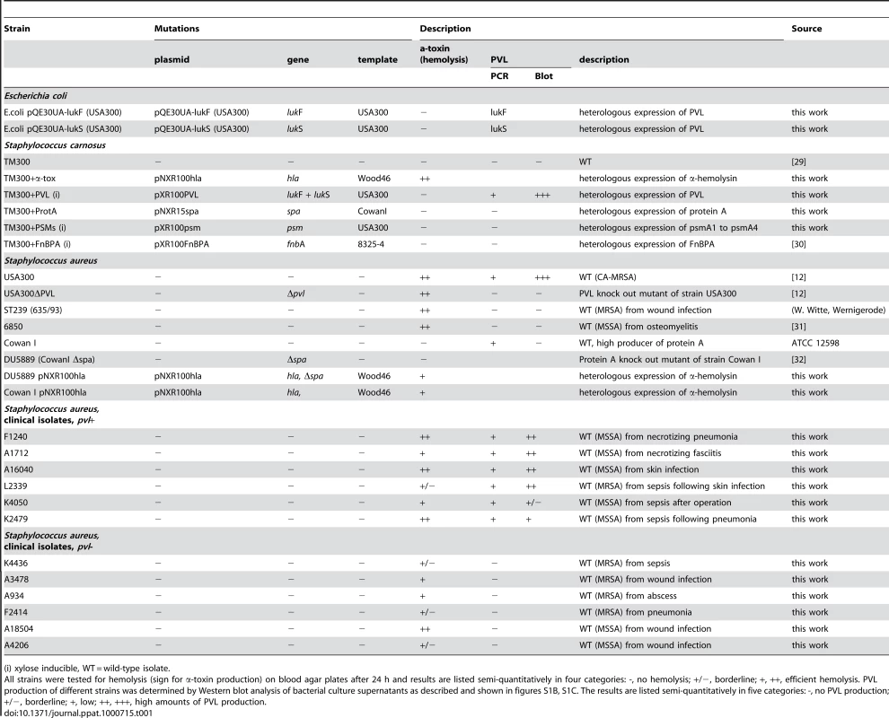 Strains used in this study.