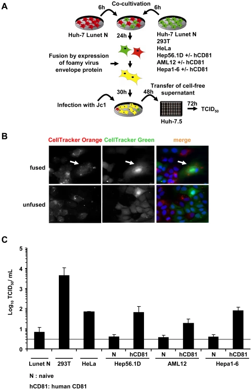 Completion of HCV replication cycle after infection of heterokaryons.