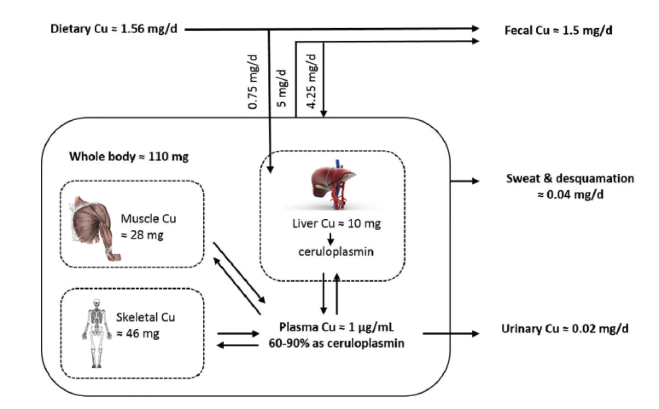 Metabolism of Cu<sup>41)</sup>