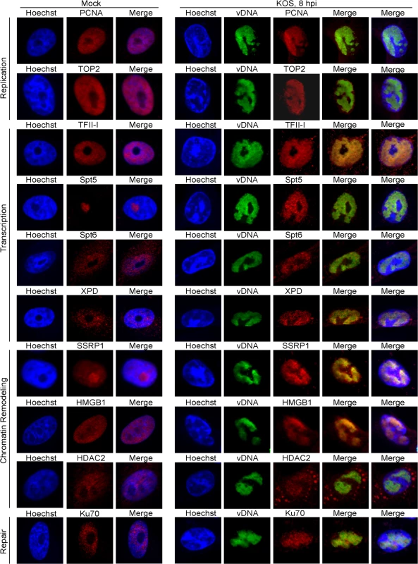 Proteins identified to interact with HSV-1 genomes by iPOND and aniPOND relocalize to viral replication compartments during lytic infection.