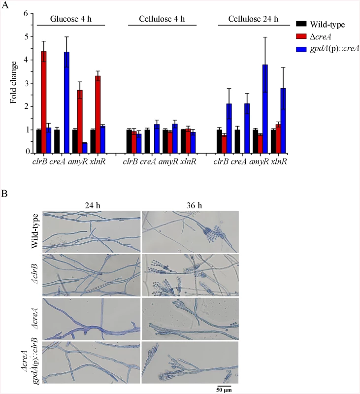 CreA regulated <i>clrB</i>, <i>clrB-2</i>, <i>xlnR</i>, and <i>amyR</i> expression and caused defects in microscopic phenotypes.