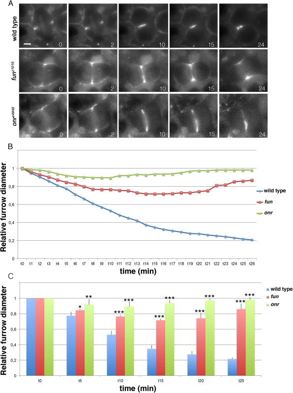 Defective cytokinetic ring ingression in <i>fun</i> and <i>onr</i> mutant cells.