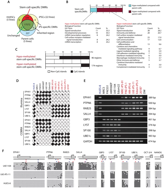 Defining stem cell-specific DMRs as novel epigenetic iPS markers.