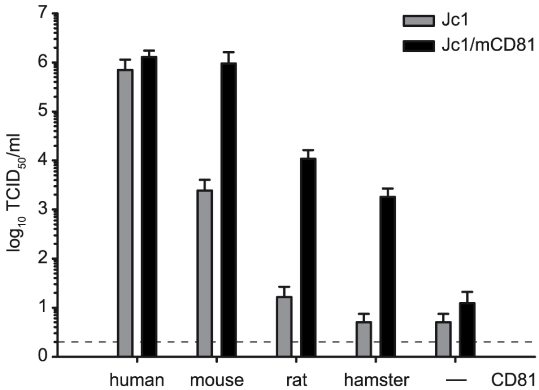 Adaptive mutations increase HCV cell entry via different rodent CD81 molecules.