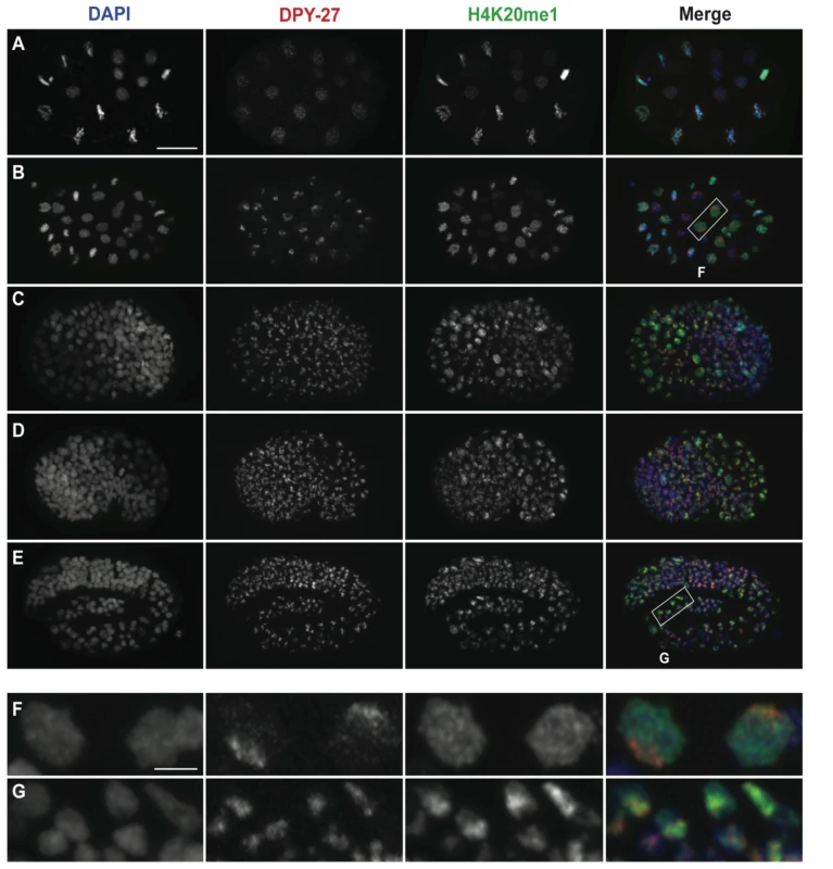 H4K20me1 becomes concentrated on the X chromosome after the DCC.