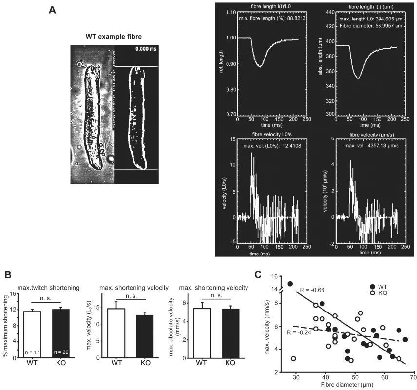 Speed of shortening in FDB fibres of WT and <i>Actn3</i> KO mice.