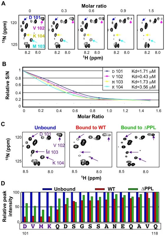 The PPLP motif of Vif interacts with residues 101–104 of EloB.