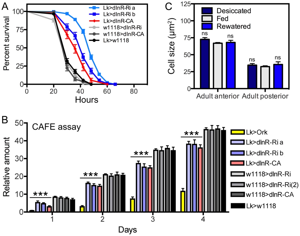 Functional effects of dInR manipulations of LK neurons in adult male flies.