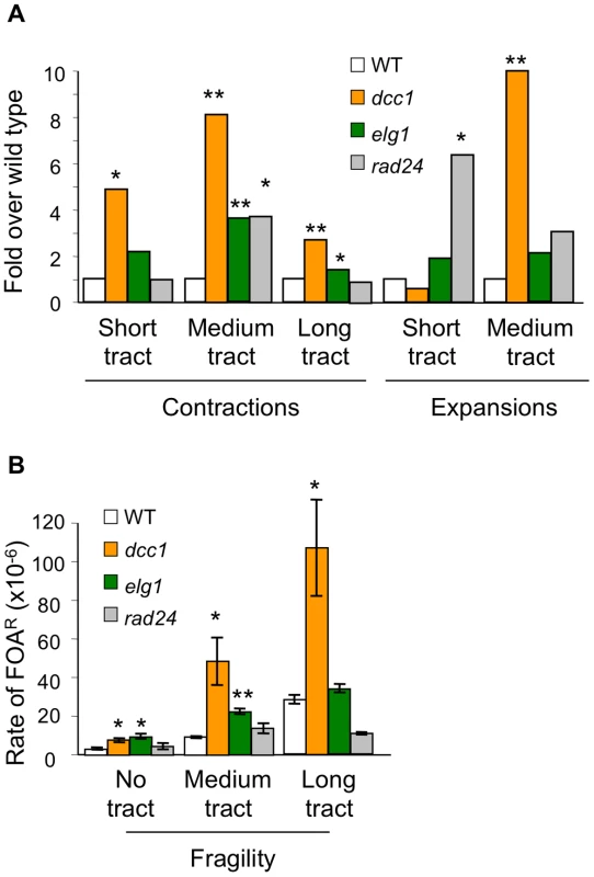 Triplet repeat phenotypes for mutants in three different alternative RFC complexes.