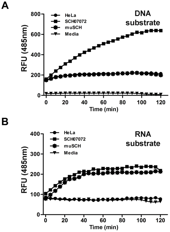 3D8 scFv protein have DNase and RNase activity <i>in vitro</i> (FRET assay).