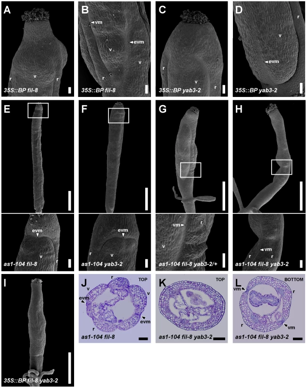 <i>BP</i> misexpression enhances the fruit defects of mutants with impaired <i>JAG</i>/<i>FIL</i> activity.