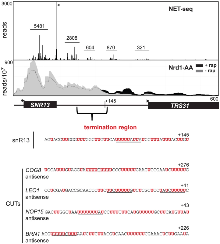 SNR13 termination region.
