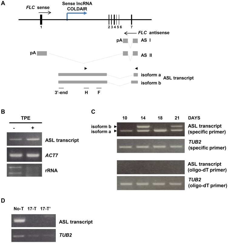 Characterization of the ASL transcript.