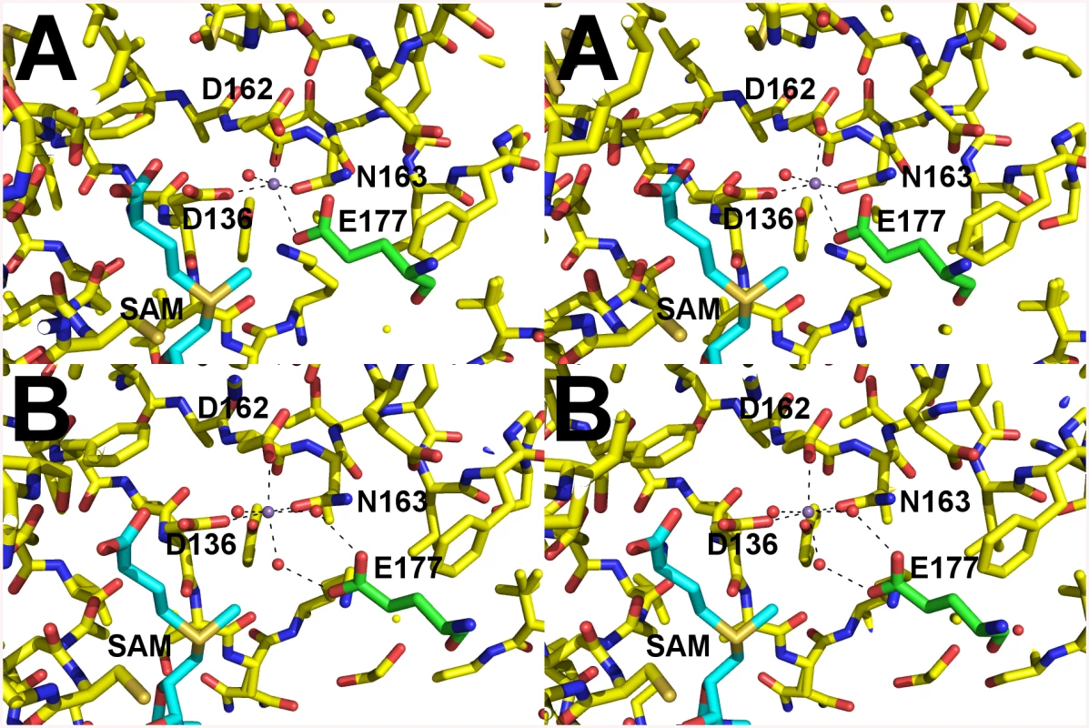 Catalytic site of AnphA.01233.a Bound to SAM and Mn<sup>+2</sup>.